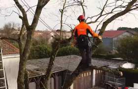 Taille d’un chêne