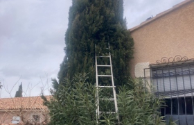 Élagage