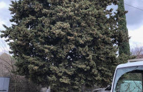 Abattage d'arbre