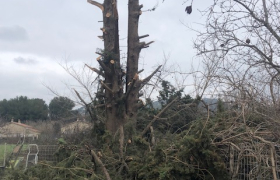 Abattage d'arbre