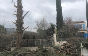Abattage d'arbre