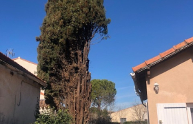 Abattage d'arbre