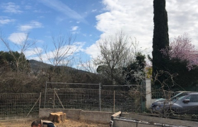 Abattage d'arbre