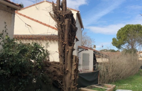 Abattage d'arbre