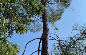 Abattage d’un pain effectué sur la commune des pennes Mirabeau