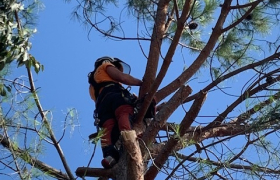 Abattage d’un pain effectué sur la commune des pennes Mirabeau