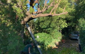 Taille de mûrier platane effectué sur la commande de Châteauneuf-lès-Martigues