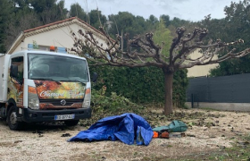 Taille traditionnelle d’un platane effectué sur la commune de Saint Victoret